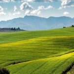 European Green Deal: Die Landwirtschaft in der Reform