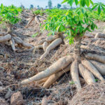Maniok – Grundnahrung für 1 Milliarde Menschen weltweit