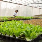 Klimawandel und Energiewende – Ressourcenschonung mit Indoor-Farming
